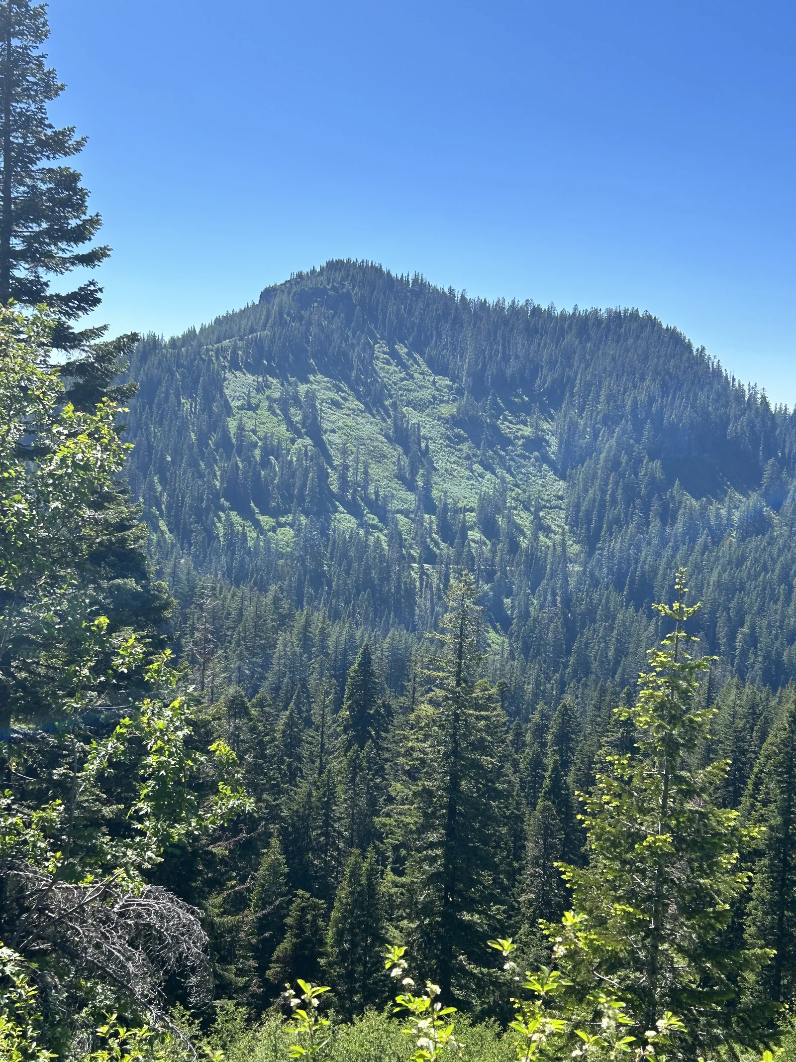 Old growth Cascade forest