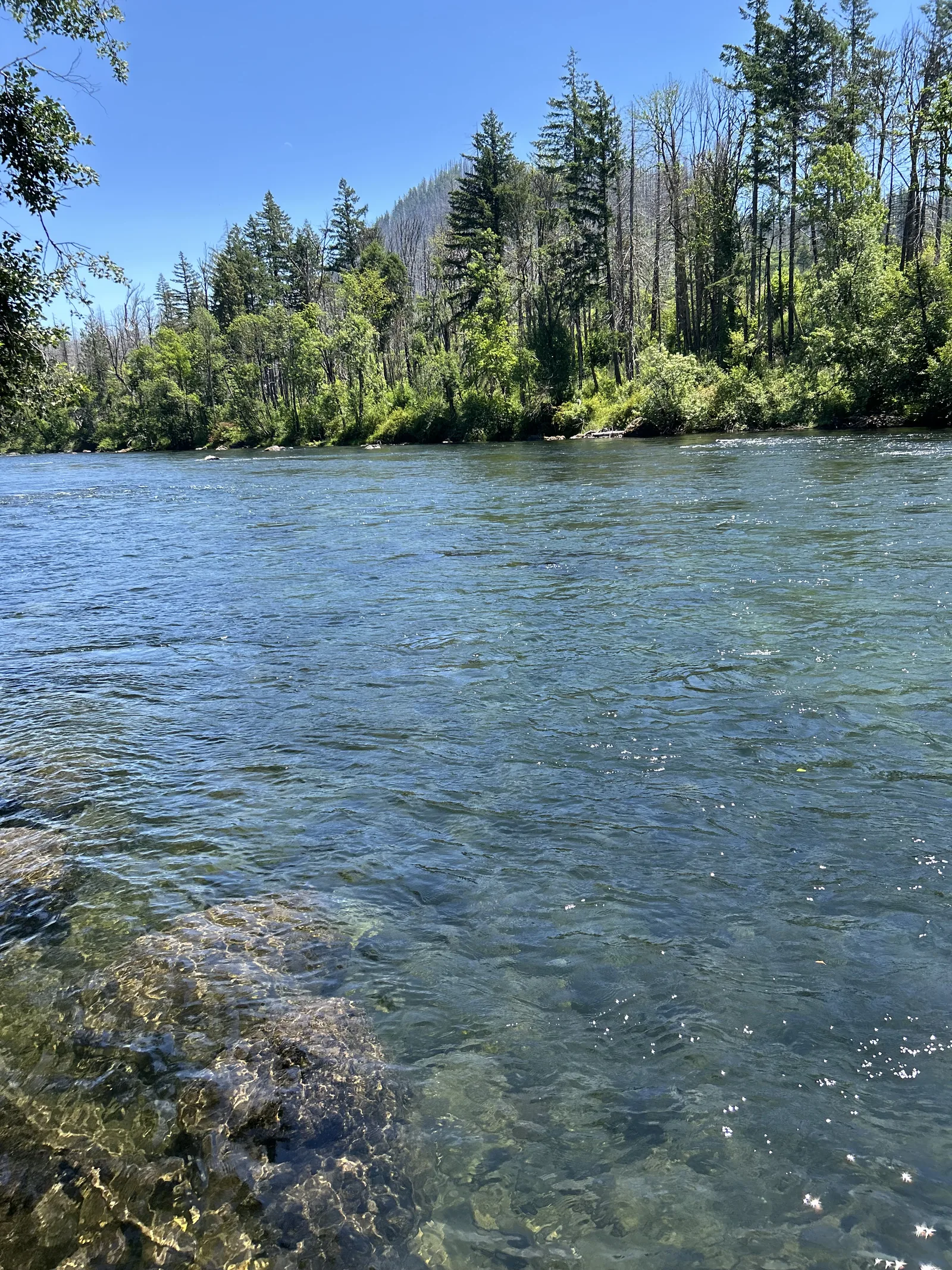 Clear water running through the McKenzie corridor